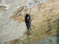 Limodromus assimilis