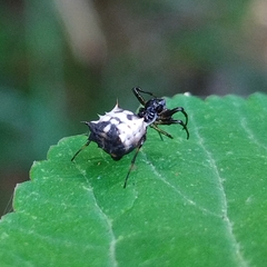Micrathena aureola