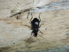 Limodromus assimilis