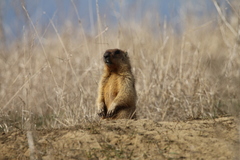 Marmota bobak