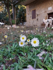 Bellis
