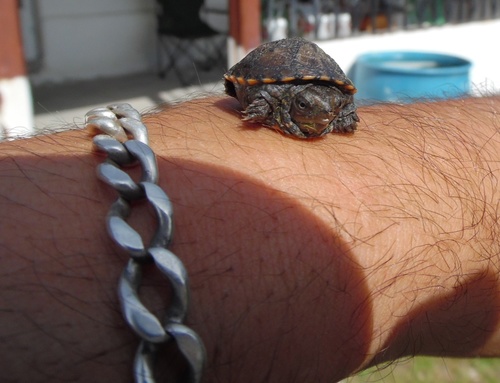 Chihuahuan Mud Turtle