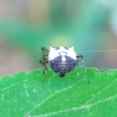 Micrathena aureola
