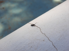 Polemius denticornis