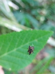 Micrathena aureola