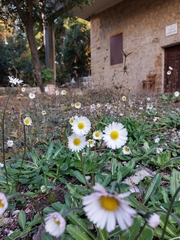 Bellis