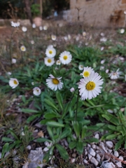 Bellis