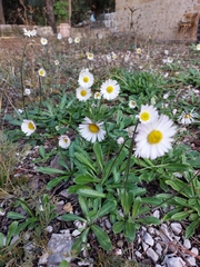 Bellis
