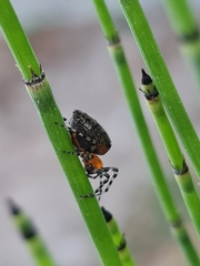 Alpaida gallardoi