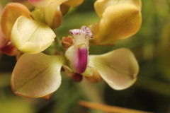 Comesperma integerrimum