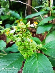 Ocimum