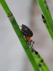 Alpaida gallardoi