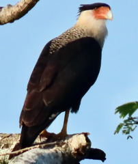 Caracara plancus cheriway
