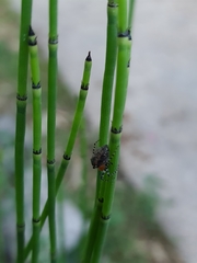 Alpaida gallardoi