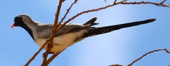 Oena capensis capensis