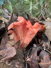 Cantharellus coccolobae
