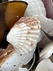 Cardites floridanus