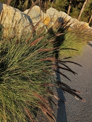 Cenchrus setaceus