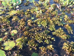 Salvinia molesta