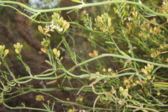 Comesperma integerrimum
