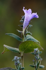 Strobilanthes tomentosa
