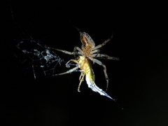 Alpaida veniliae
