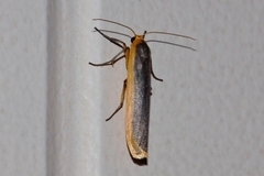 Sozusa scutellata