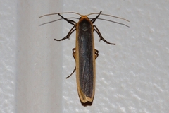 Sozusa scutellata