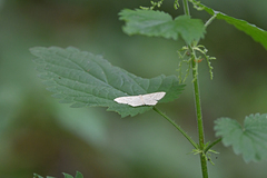 Scopula floslactata