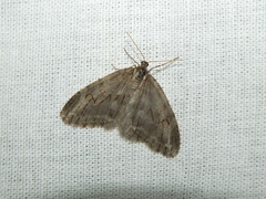 Semioscopis avellanella