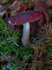 Russula nitida