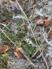Houstonia procumbens