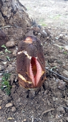 Hydnora abyssinica