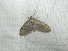 Trichopteryx carpinata