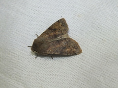Orthosia incerta