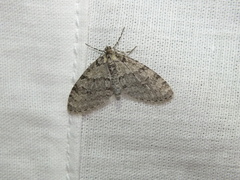 Trichopteryx carpinata