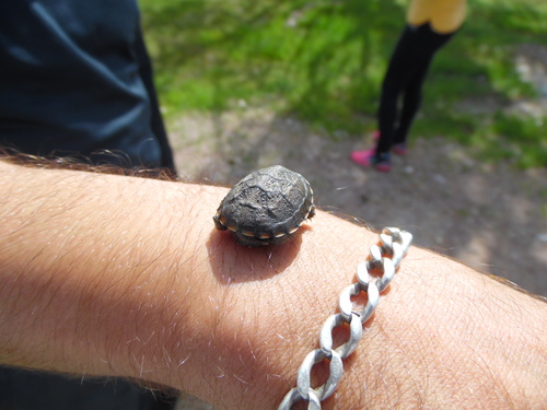 Chihuahuan Mud Turtle