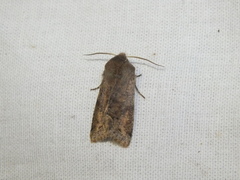 Orthosia incerta