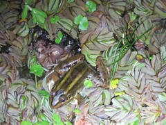 Leptodactylus luctator