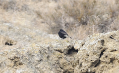 Oenanthe leucura