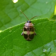 Omophoita