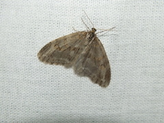 Trichopteryx polycommata