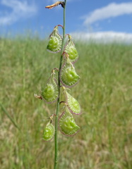 Onobrychis pulchella