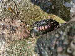 Acanthopleura echinata