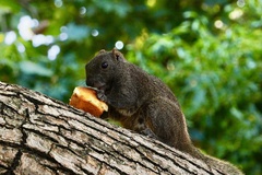 Callosciurus erythraeus