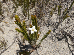 Lachnaea grandiflora