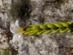 Lachnaea grandiflora