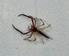 Viciria pavesii