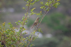 Thraupis palmarum