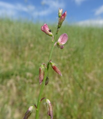 Onobrychis pulchella